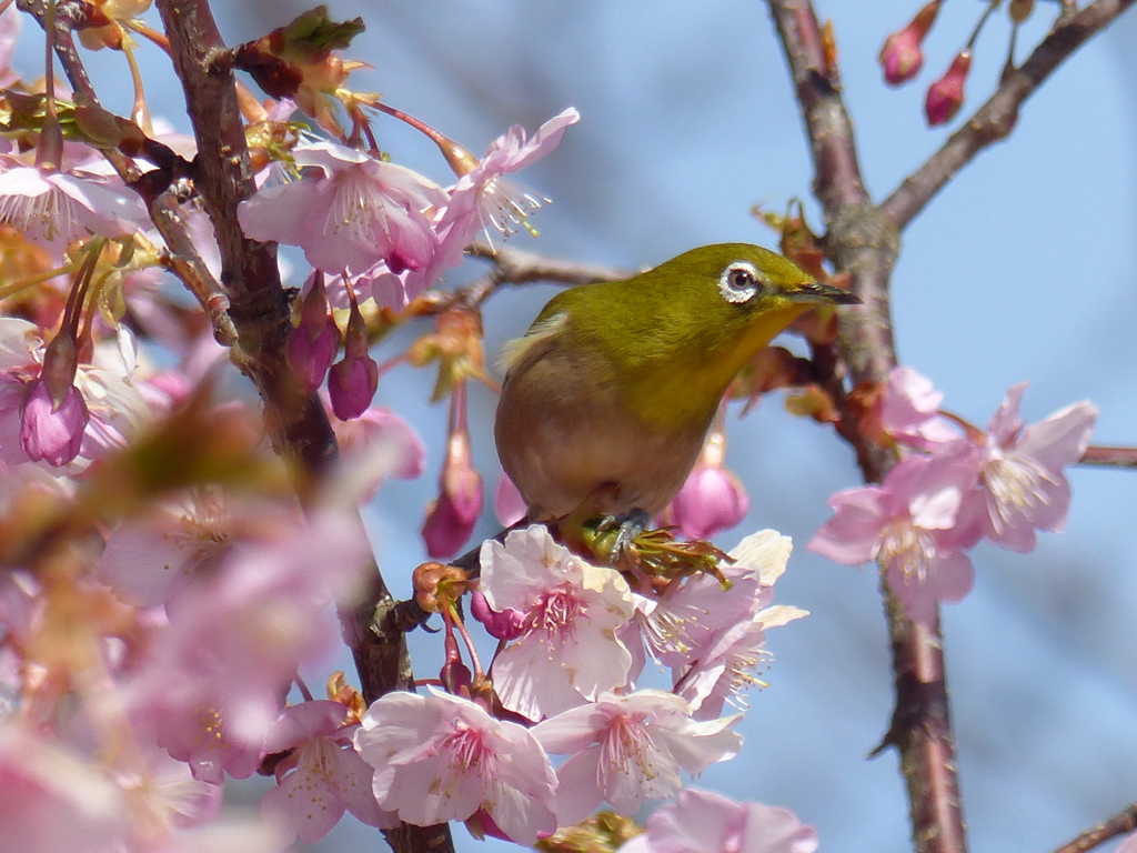 メジロ と桜