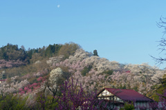 早朝の花見山