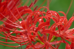 彼岸花
