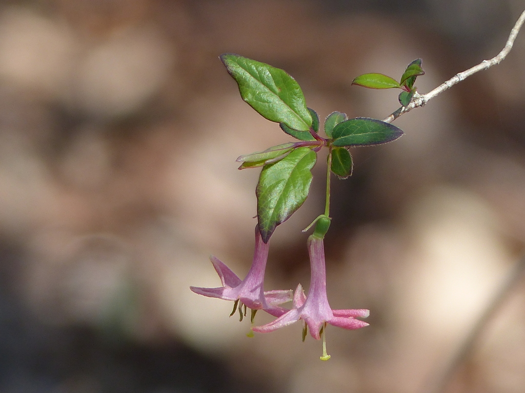 春の花(里山で)