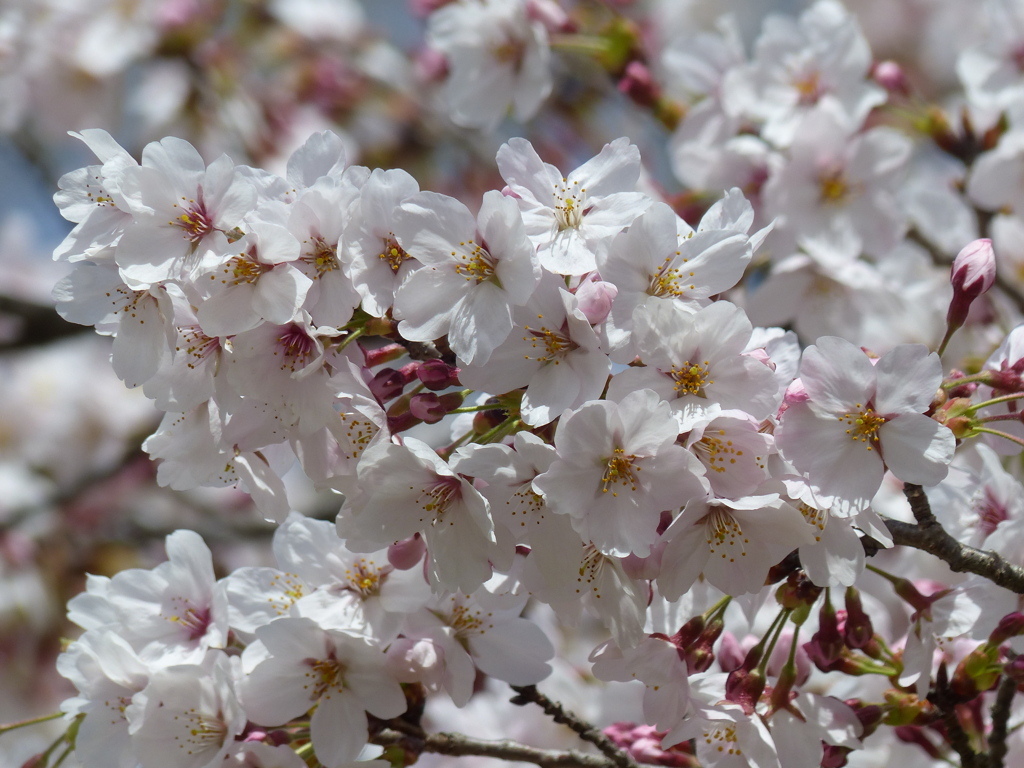 春の花6(桜6)