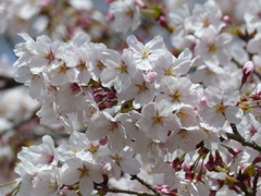 春の花6(桜6)