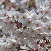 春の花6(桜6)
