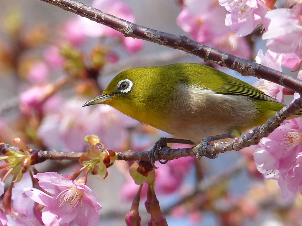 春の里山で5(河津桜とメジロ3)