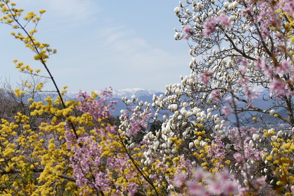 花見山