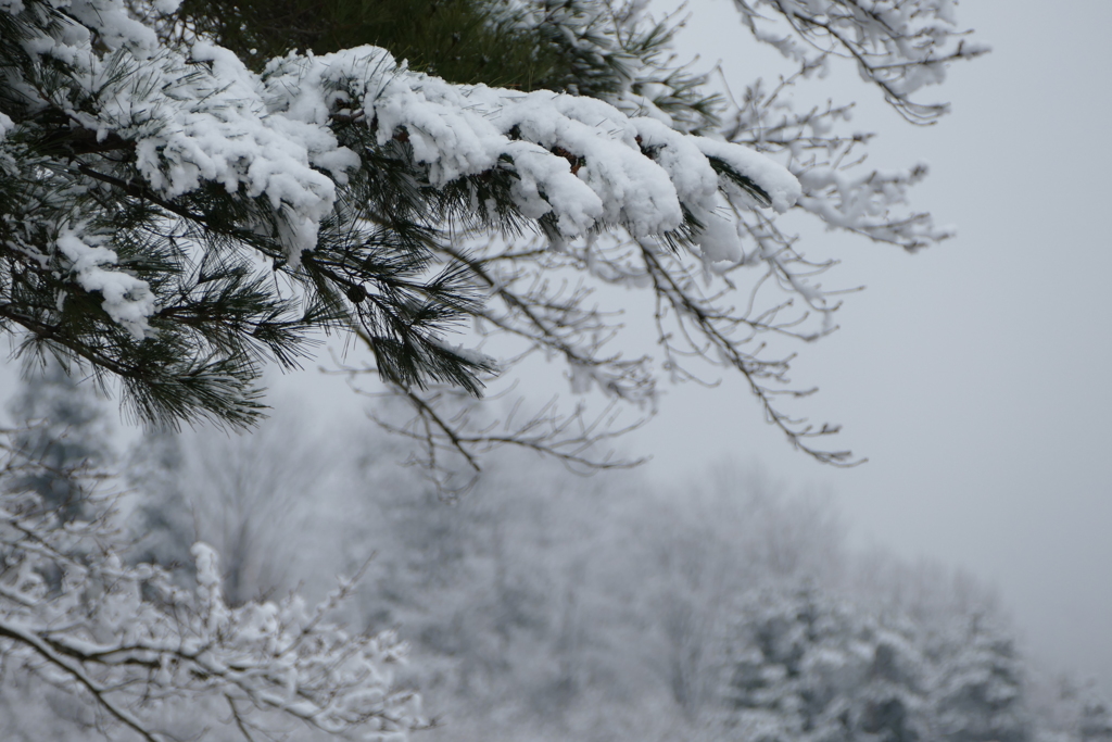 雪景色