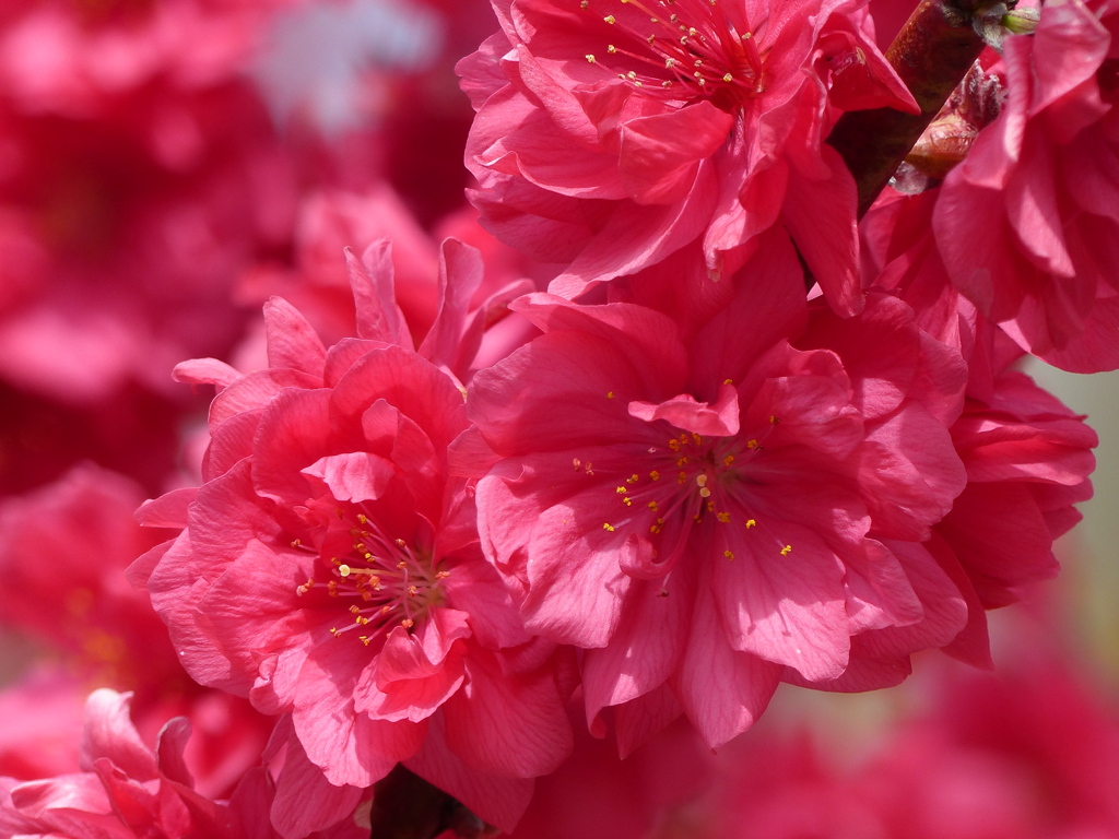 花もも