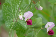 春の花(散歩の途中に）