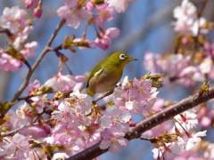 メジロ と桜