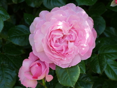 春の花15(バラ5)