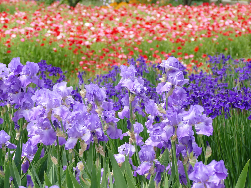 ポピーの咲く公園で