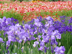 ポピーの咲く公園で