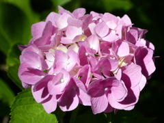 夏の花4(紫陽花)