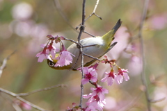 おかめ桜と春メジロ