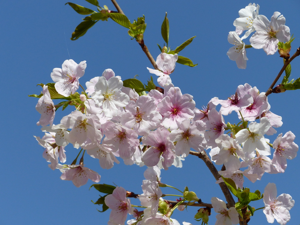 春12(春の花5)
