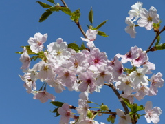 春12(春の花5)