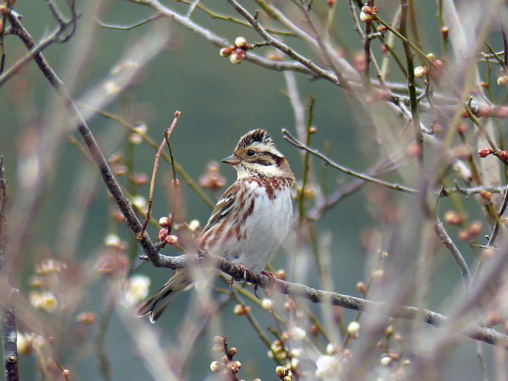 里山の冬鳥たち