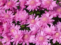 秋の花1(菊)