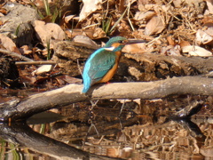 カワセミ