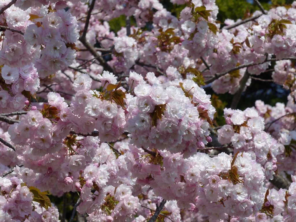 桜