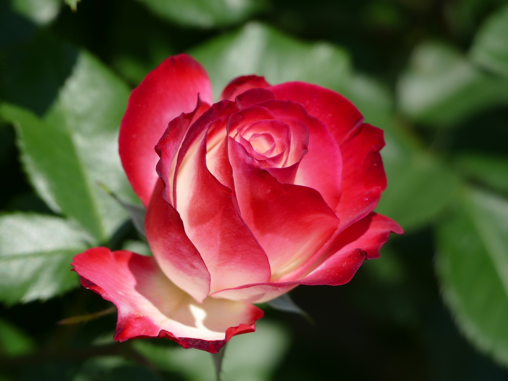 春の花15(バラ5)