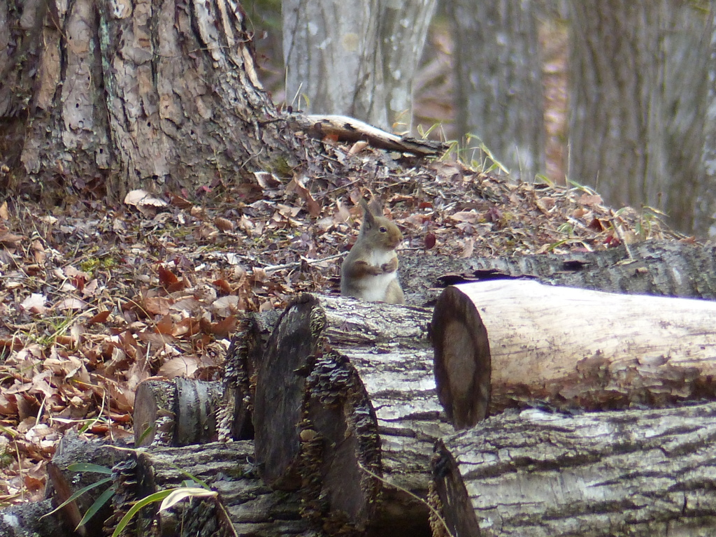 冬の里山で3(リス2) 