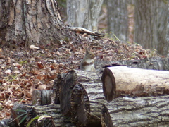 冬の里山で3(リス2) 