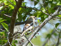 春の里山の小鳥たち　