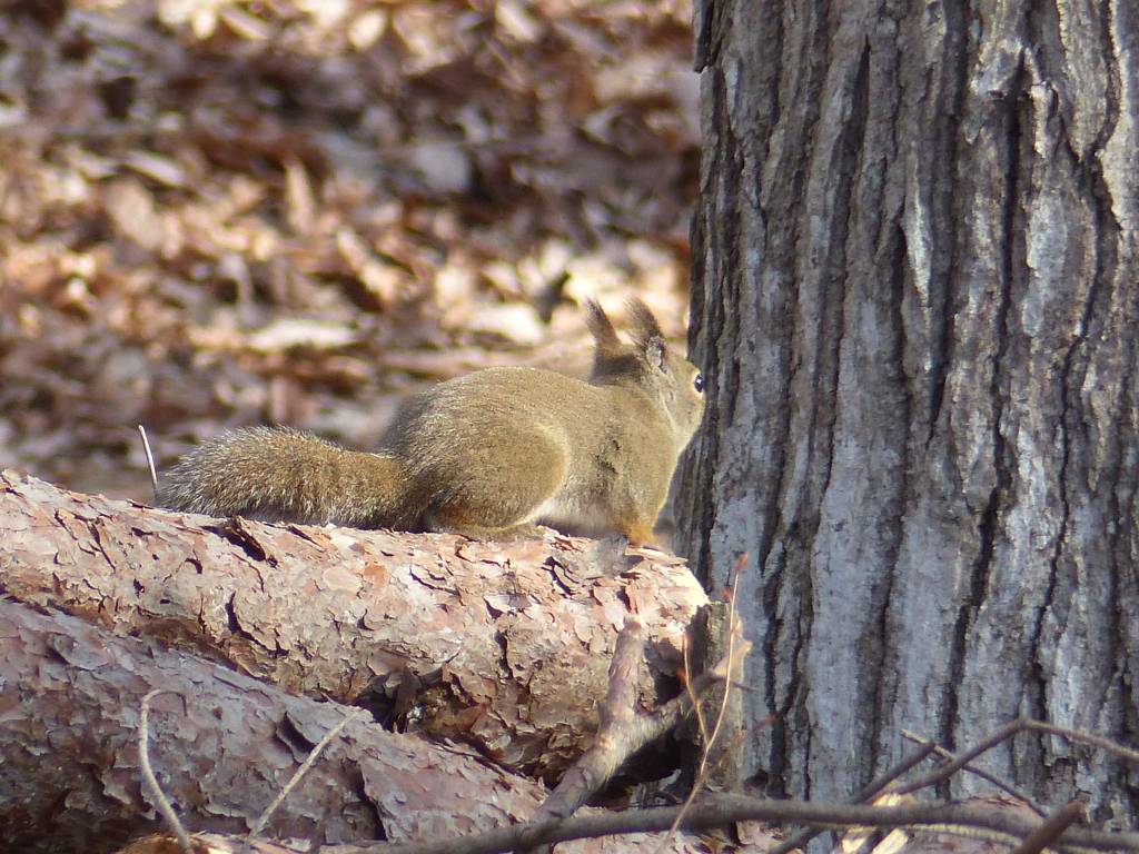 冬の里山で9(リス4)