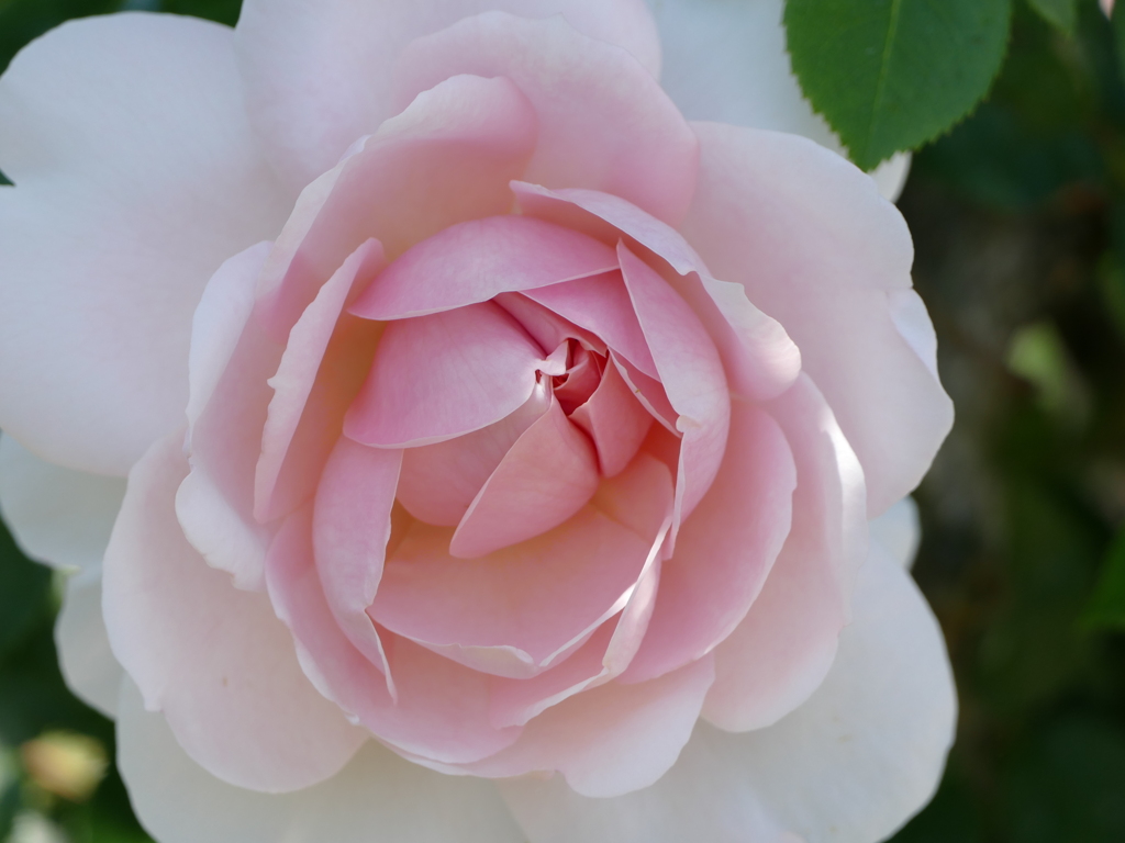 春の花12(バラ2)