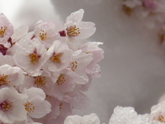 雪桜