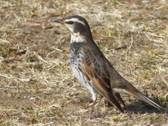 冬の里山で17(ツグミ)