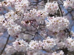 春の花