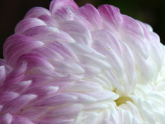 菊