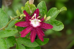夏の花壇で
