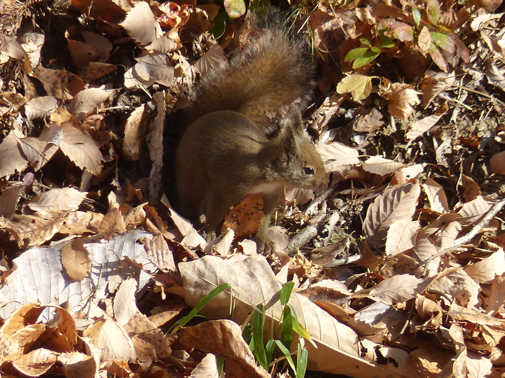 冬の里山で5(リス3)