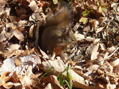 冬の里山で5(リス3)