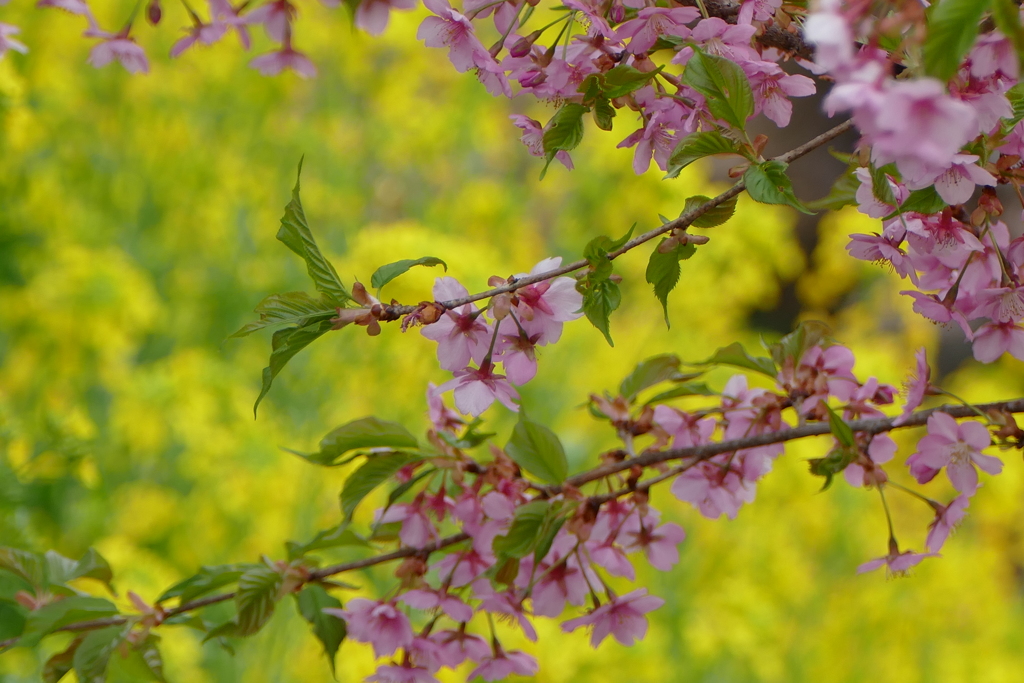 今日のべっぴんさん。