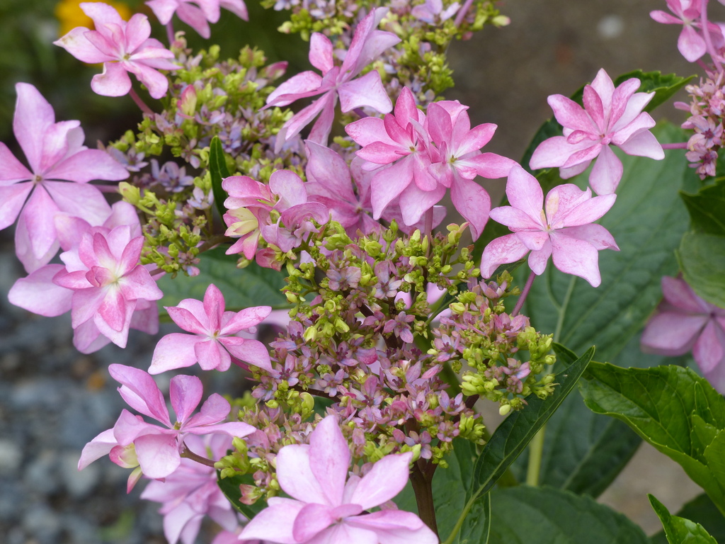 紫陽花