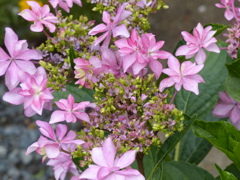 紫陽花