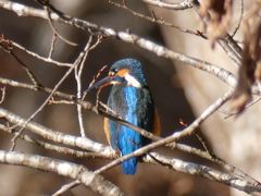 カワセミ