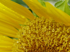 雨上がりのひまわり