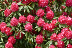 石楠花 