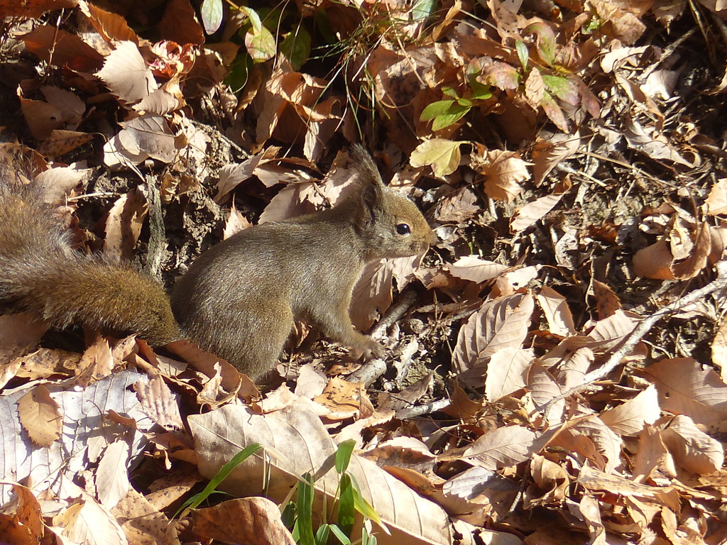 冬の里山で2(リス1)