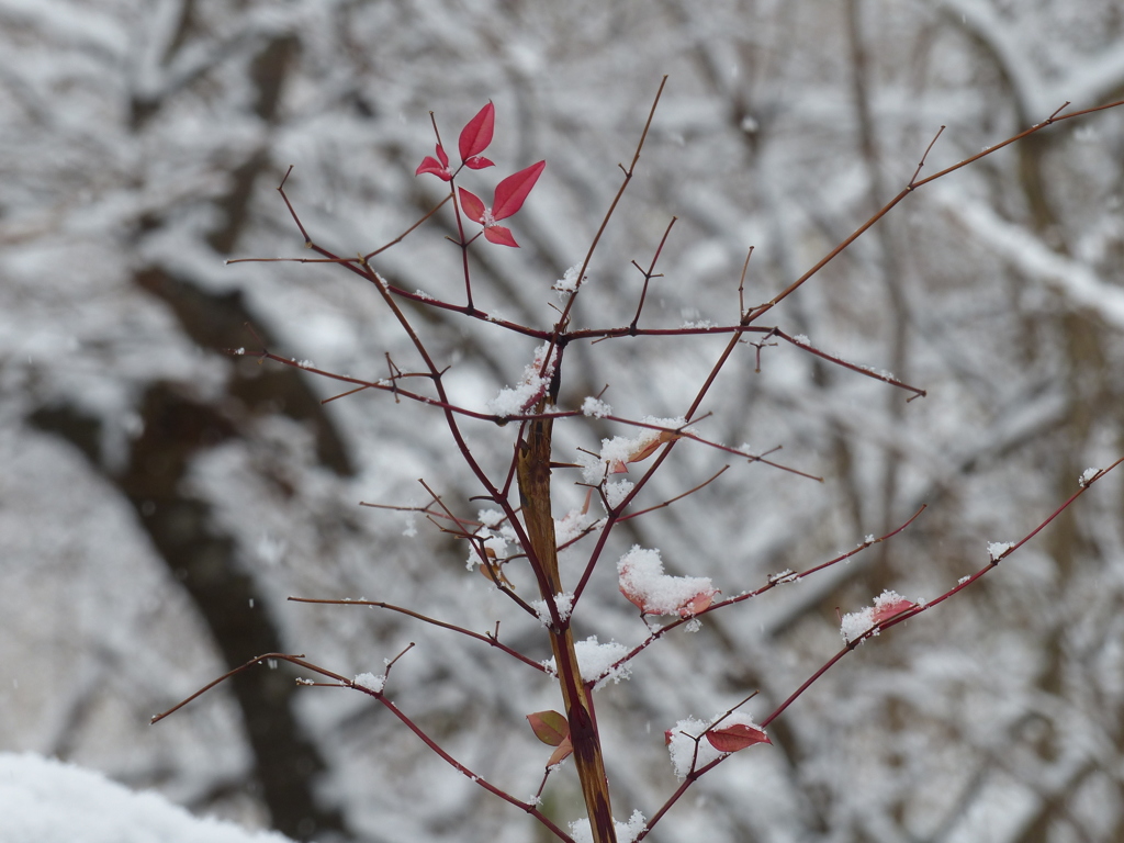 雪景色