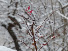 雪景色