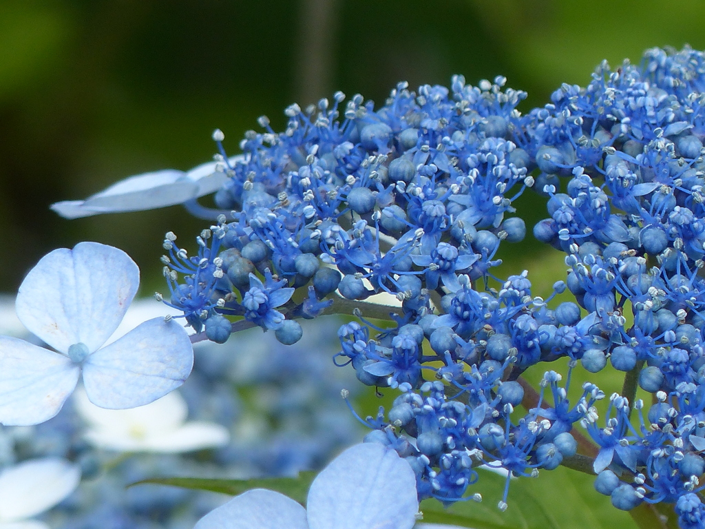 紫陽花
