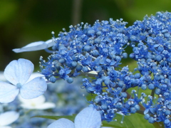 紫陽花