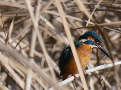 カワセミ