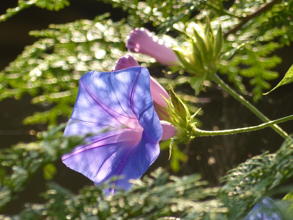 夏の花
